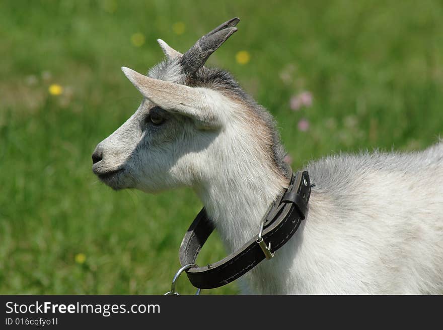 She-goat on the meadow