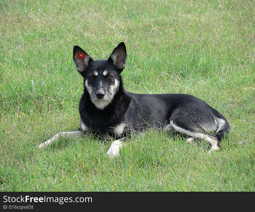 German shepherd