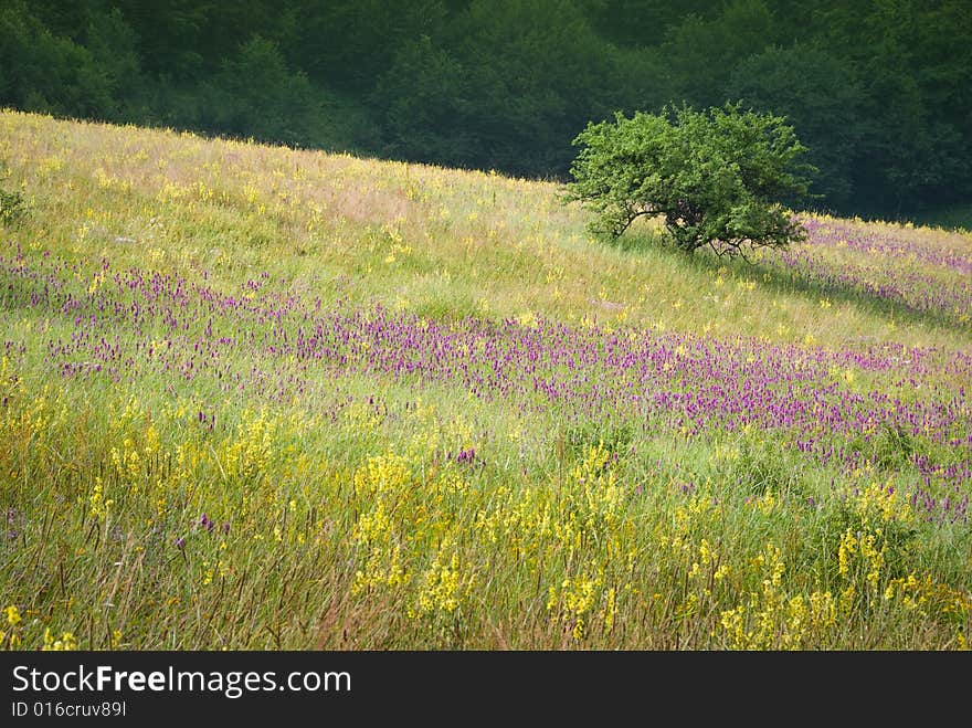 Bush on a blooming meadow in Crimea nature, Ukraine