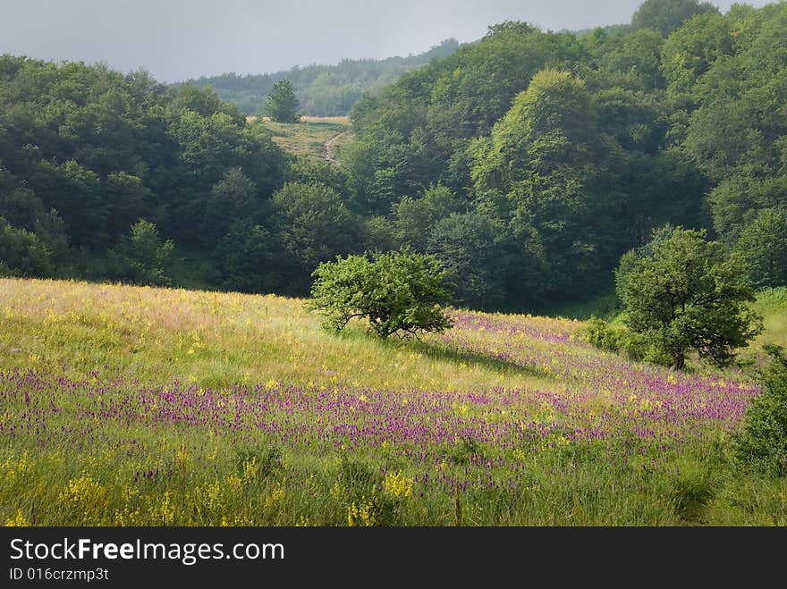 Bushes on a blooming meadow in Crimea nature, Ukraine