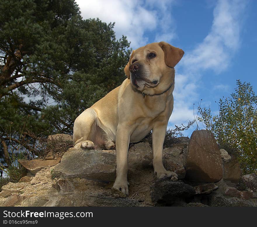 Labrador on the walll and the blue sky