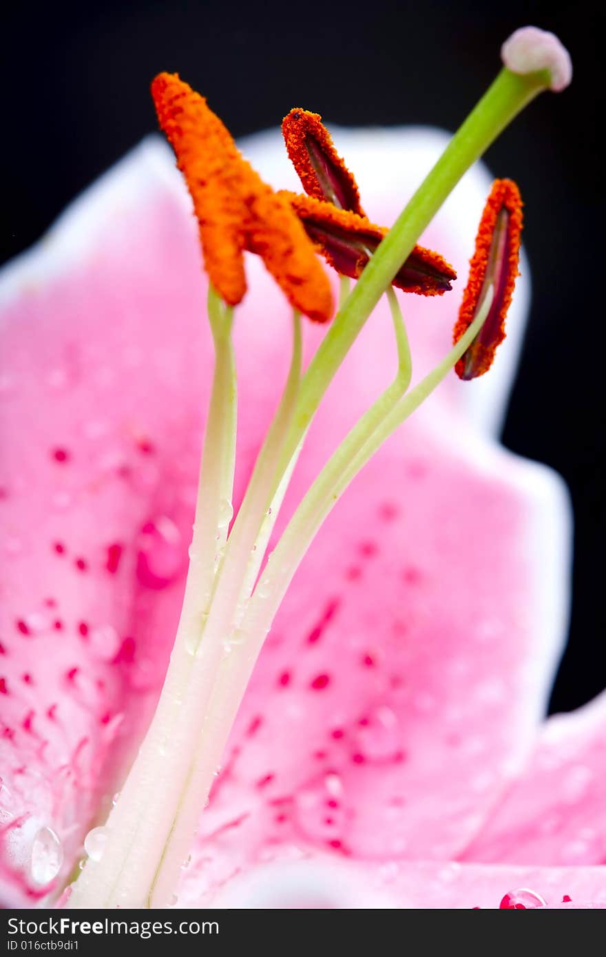 Photograph of Lilly flower closeup. Photograph of Lilly flower closeup