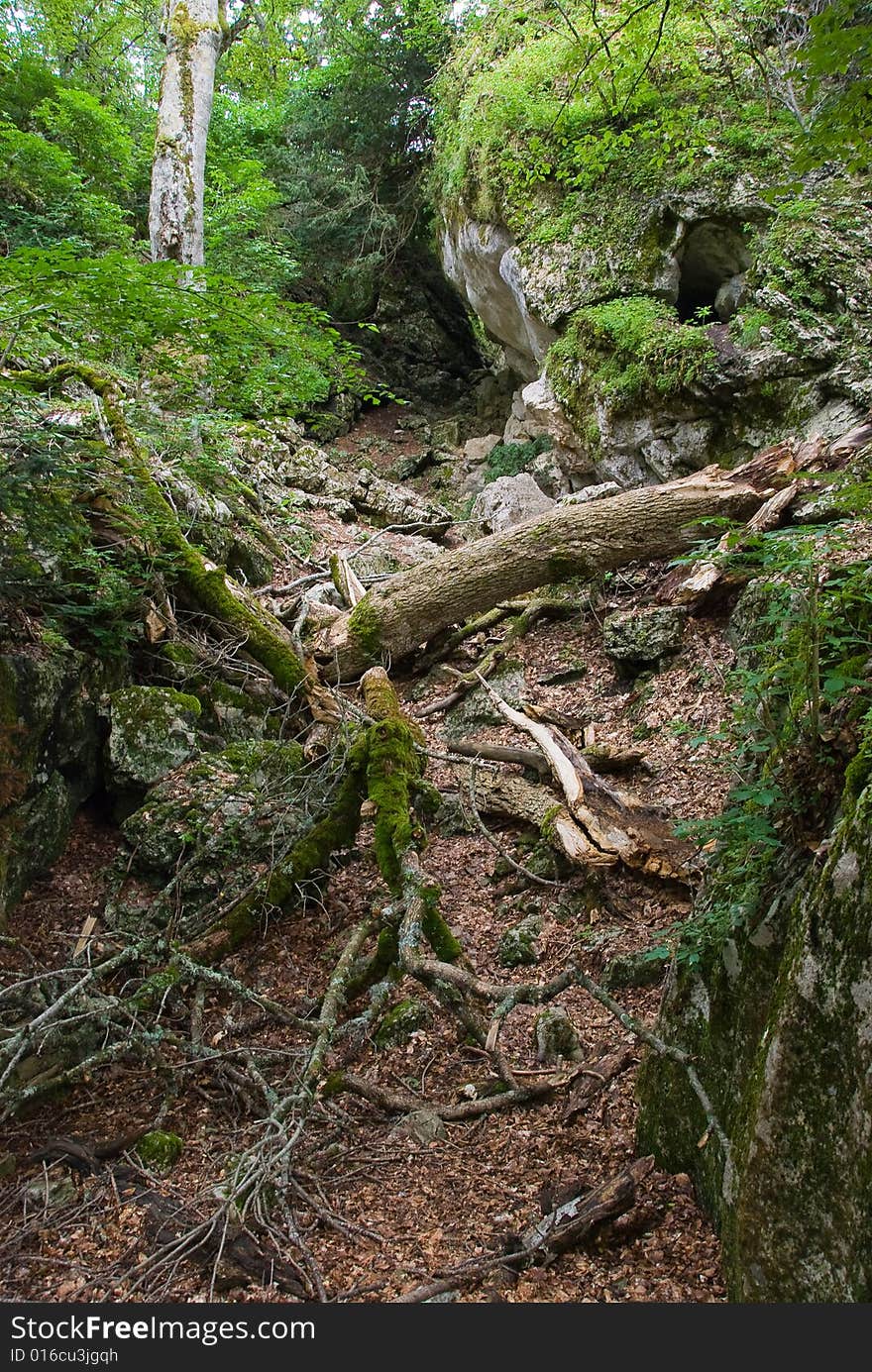 Stony yew gorge with fragments of trees in Crimea, Ukraine