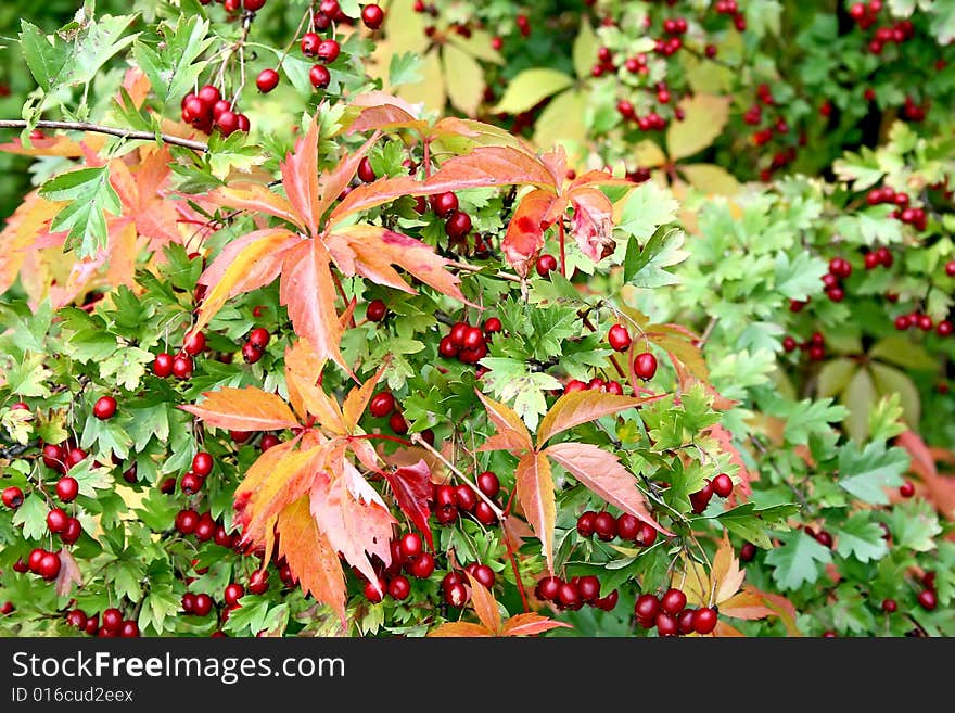 Autumn composition on a background of grass. Autumn composition on a background of grass.