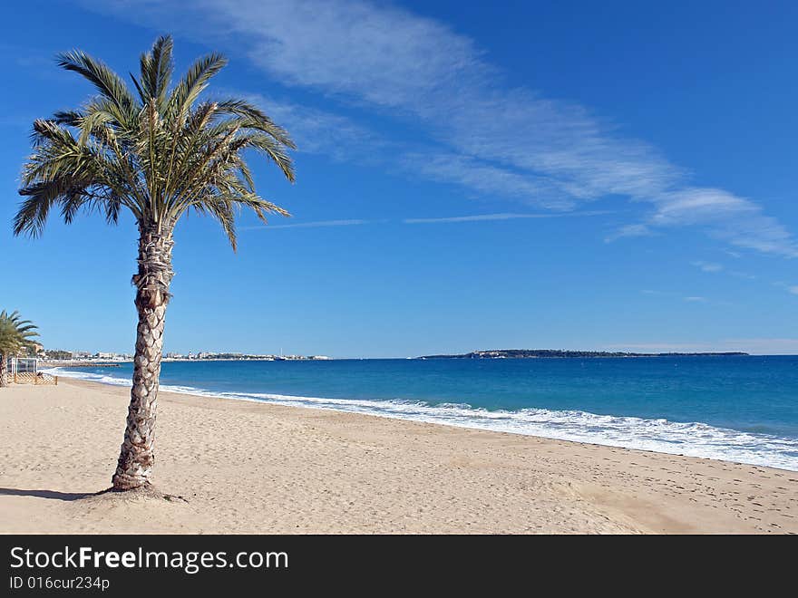 Lone palm tree on the Cannes beach front. Lone palm tree on the Cannes beach front.