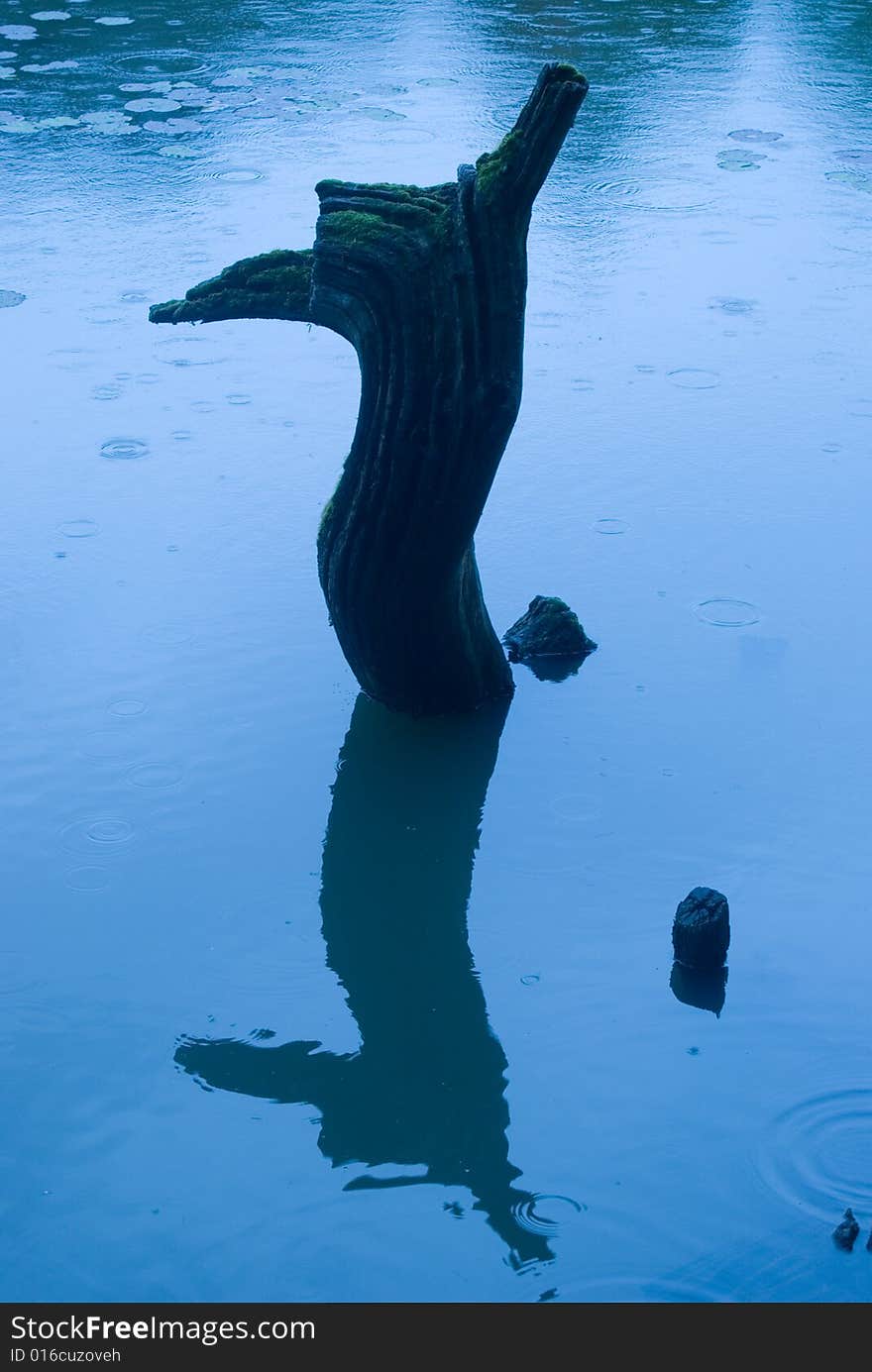 A wooden object in a lake looking similar to a monster in the water using a Tungsten light source hence its blue colour. A wooden object in a lake looking similar to a monster in the water using a Tungsten light source hence its blue colour