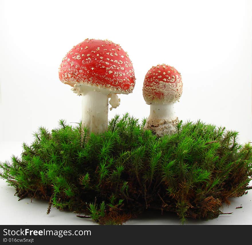 Fly agaric mushrooms isolated over white background, Amanita muscaria.