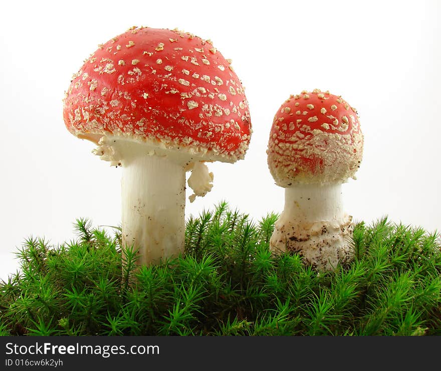 Fly agaric mushrooms isolated over white background, Amanita muscaria.