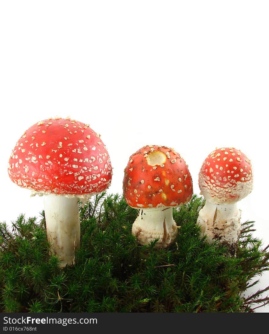 Fly agaric mushrooms isolated over white background, growing from the moss, Amanita muscaria. Fly agaric mushrooms isolated over white background, growing from the moss, Amanita muscaria.