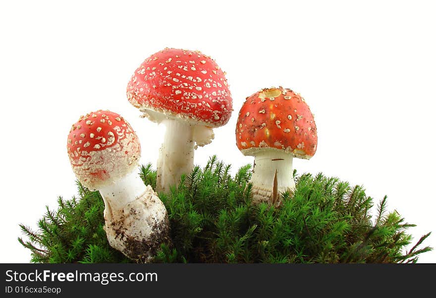 Fly agaric mushrooms isolated over white background, growing from the moss, Amanita muscaria.