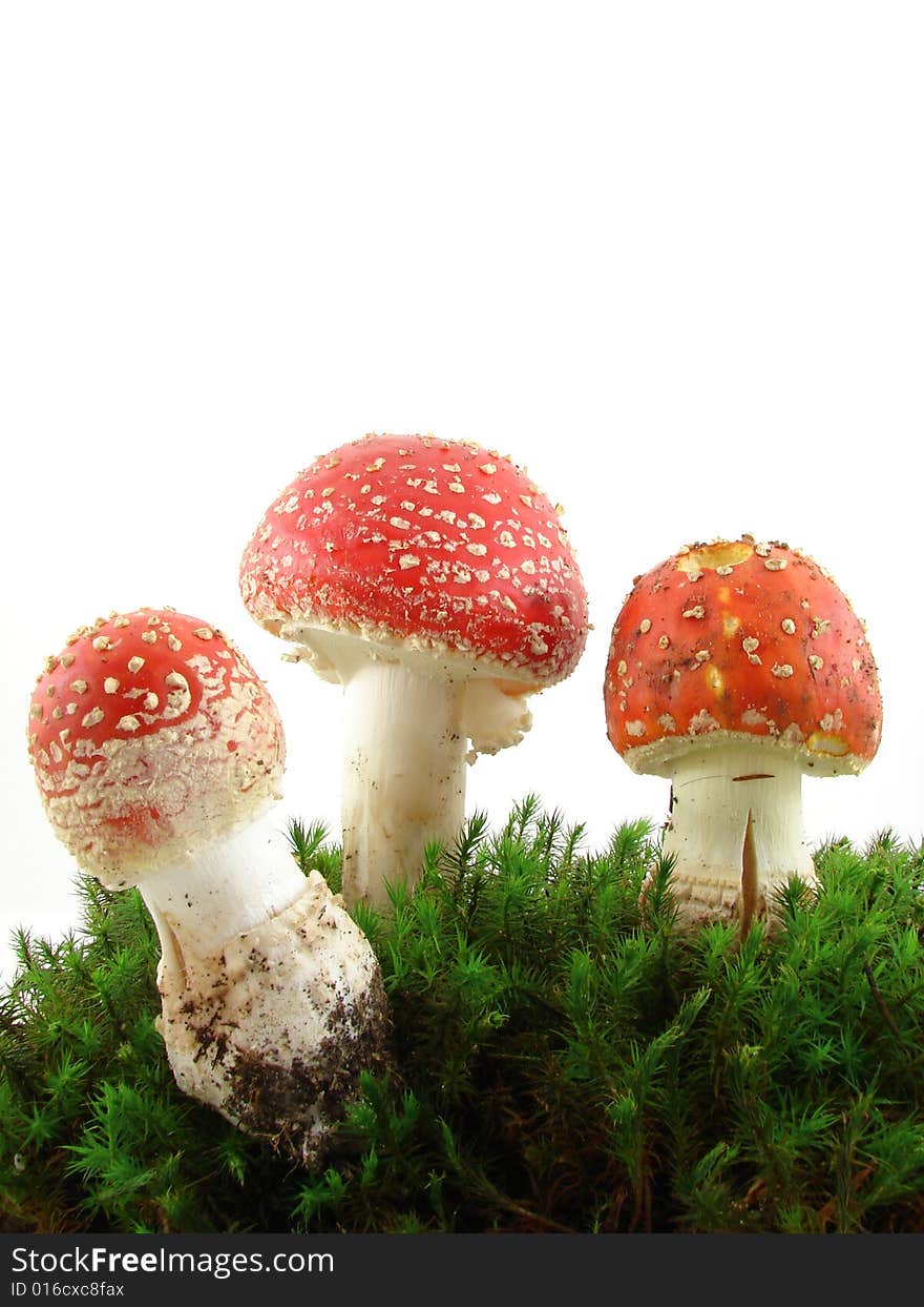 Fly agaric mushrooms isolated over white background, growing from the moss, Amanita muscaria.