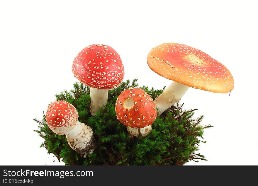 Fly agaric mushrooms isolated over white background, growing from the moss, Amanita muscaria.