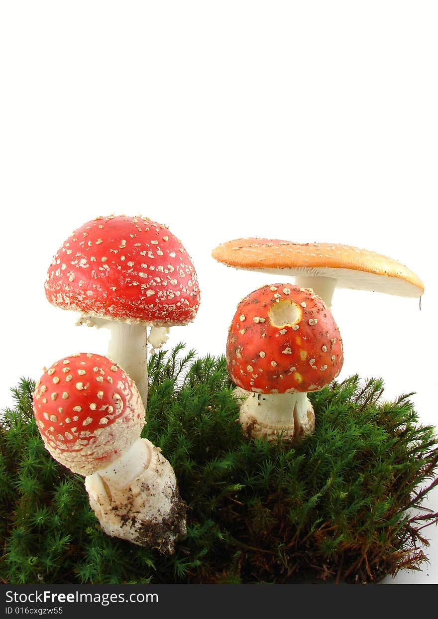 Fly agaric mushrooms isolated over white background, growing from the moss, Amanita muscaria.