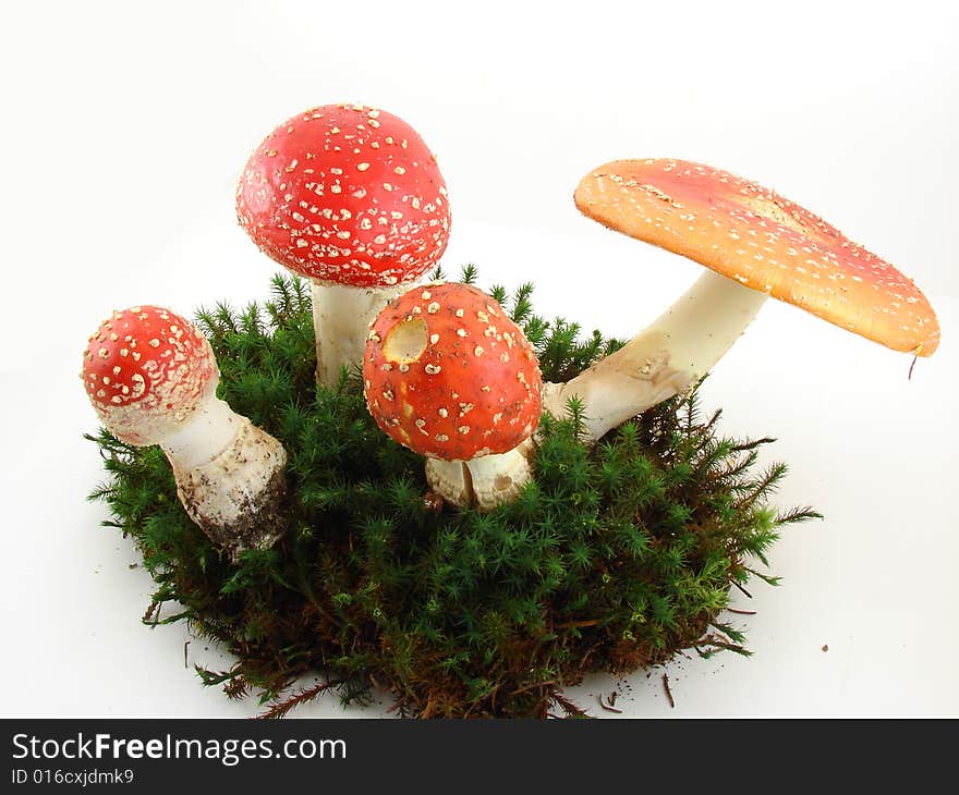 Fly agaric mushrooms isolated over white background, Amanita muscaria.