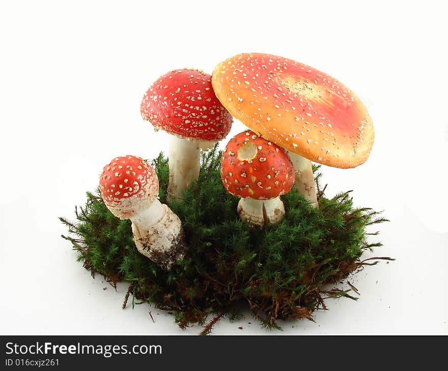 Fly agaric mushrooms isolated over white background, growing from the moss, Amanita muscaria. Fly agaric mushrooms isolated over white background, growing from the moss, Amanita muscaria.