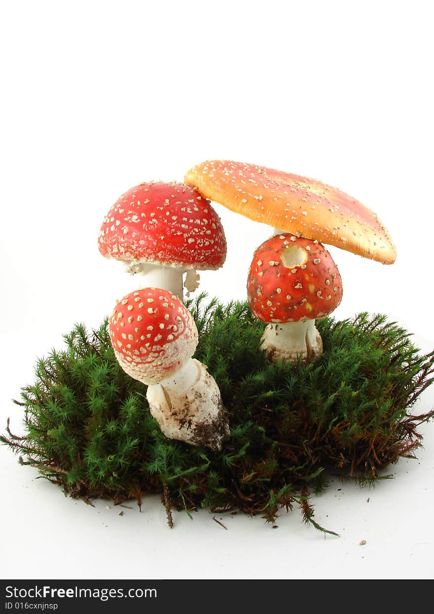 Fly agaric mushrooms isolated over white background, growing from the moss, Amanita muscaria.