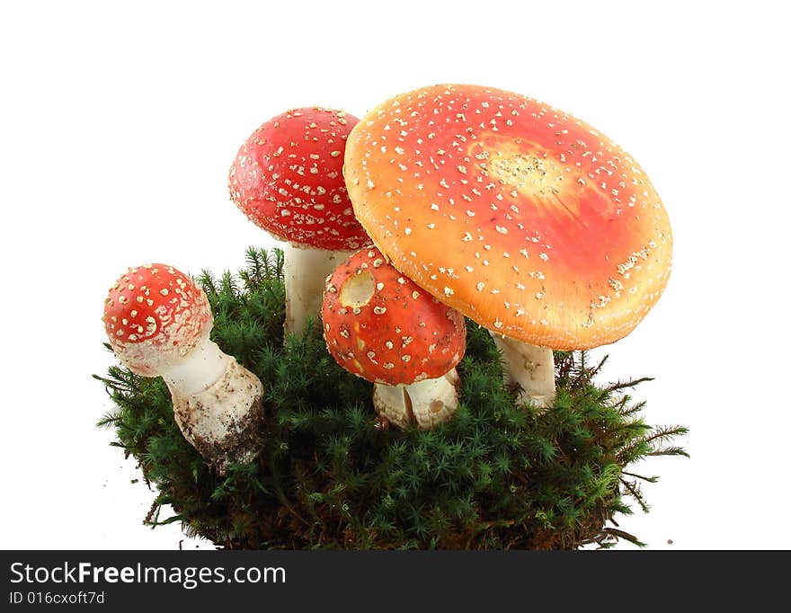 Fly agaric mushrooms isolated over white background, growing from the moss, Amanita muscaria.