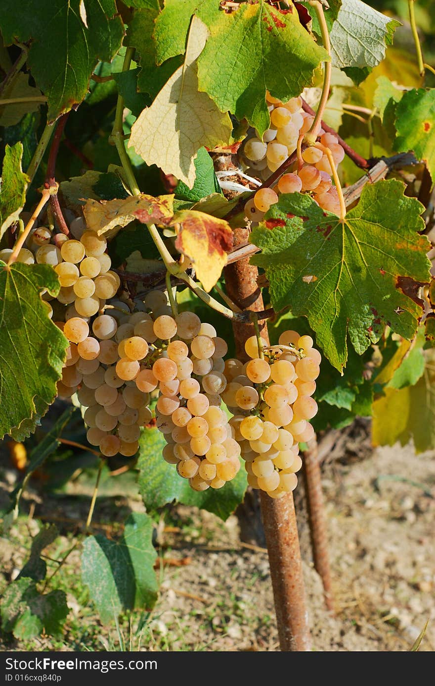 Mature grapes on plant in autumn