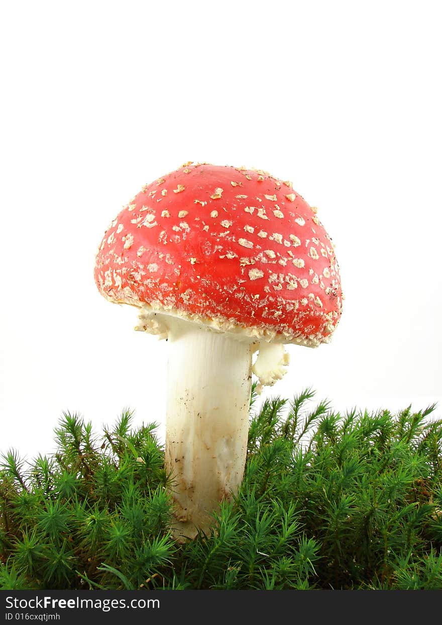 Fly agaric mushrooms isolated over white background, growing from the moss, Amanita muscaria.