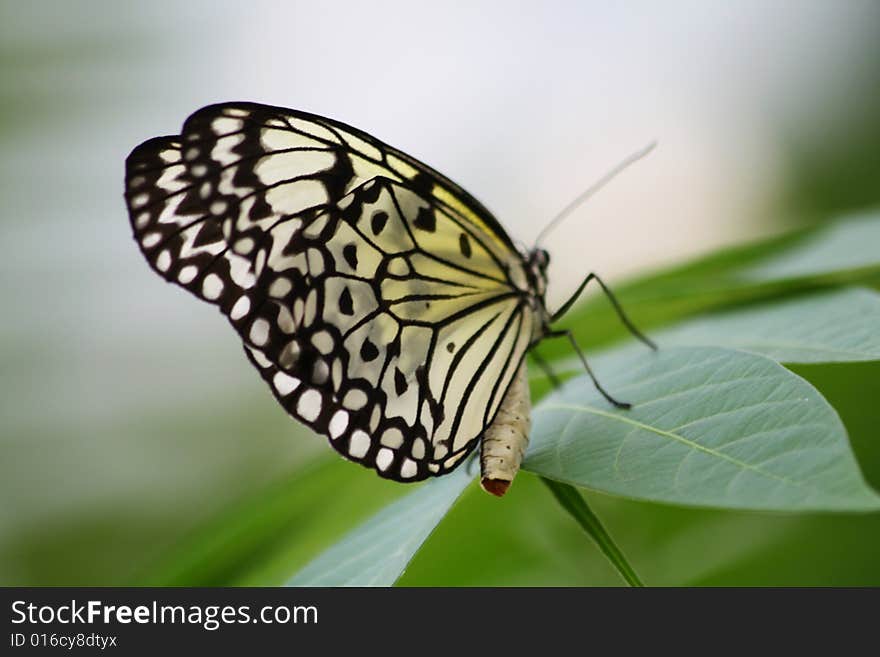 Butterfly wings