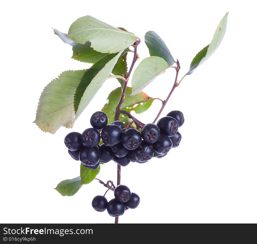 Black ashberries