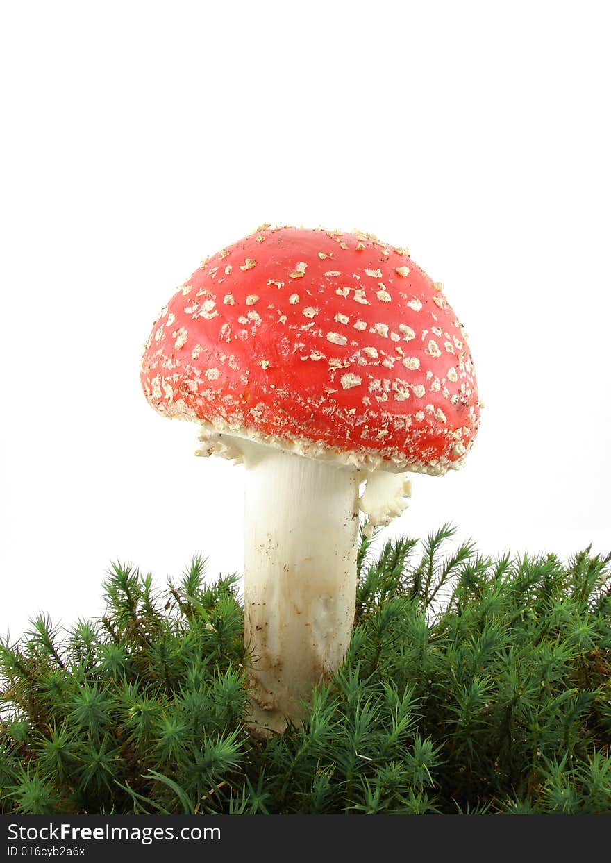 Fly agaric mushroom isolated over white background, growing from the moss, Amanita muscaria.