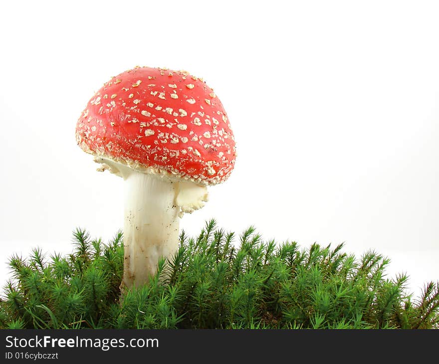 Fly agaric mushroom isolated over white background, growing from the moss, Amanita muscaria.