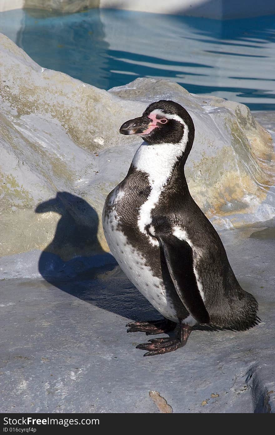 African Penguin