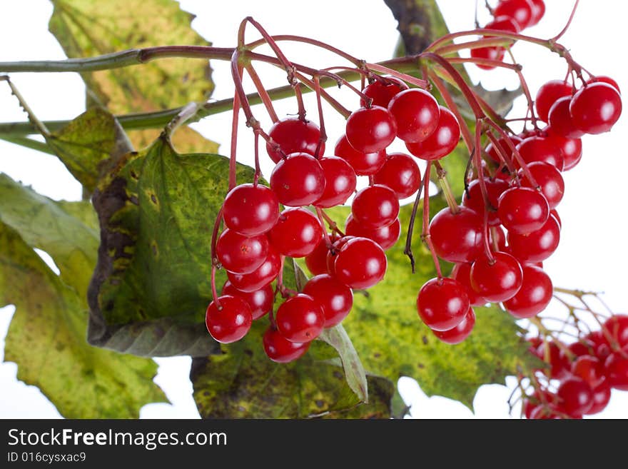 Close-up branch of snowball tree with berries, isolated on white