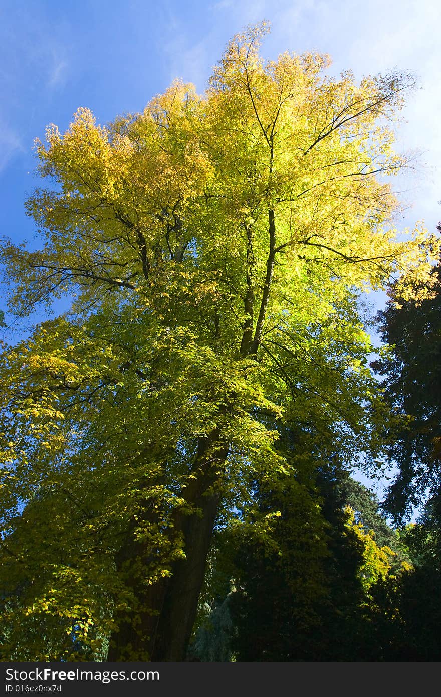 Autumn tree on the blue sky background