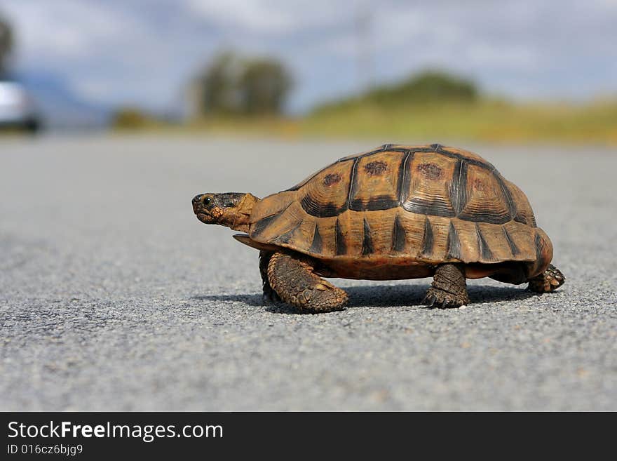 Mountain tortoise