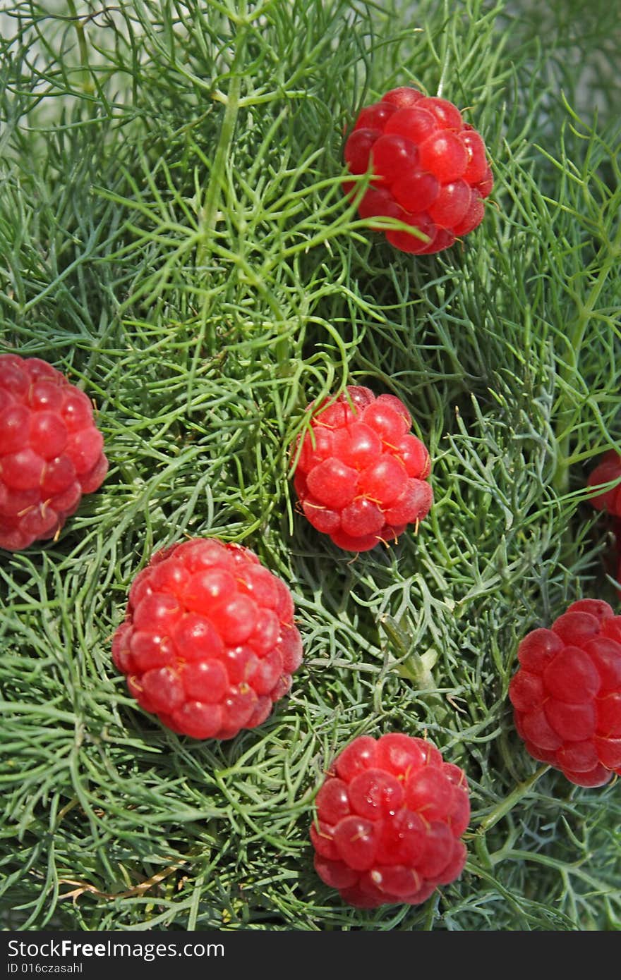 Raspberry on the fennel