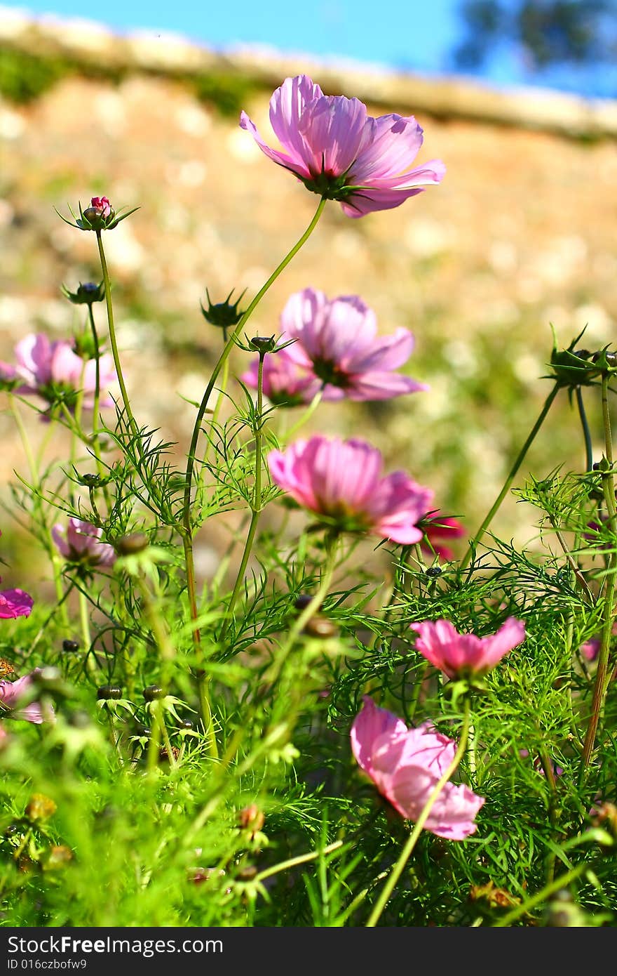 Pink flowers in the sunshine close up