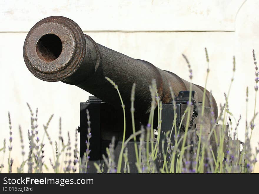 Antique cannon fronted by a bed of lavender. Antique cannon fronted by a bed of lavender