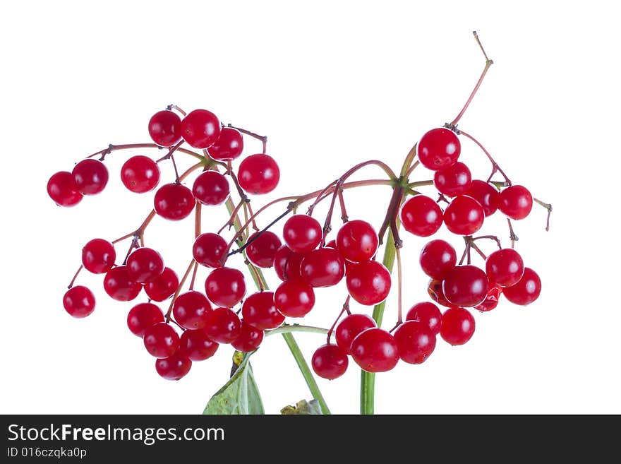 Close-up branch of snowball tree