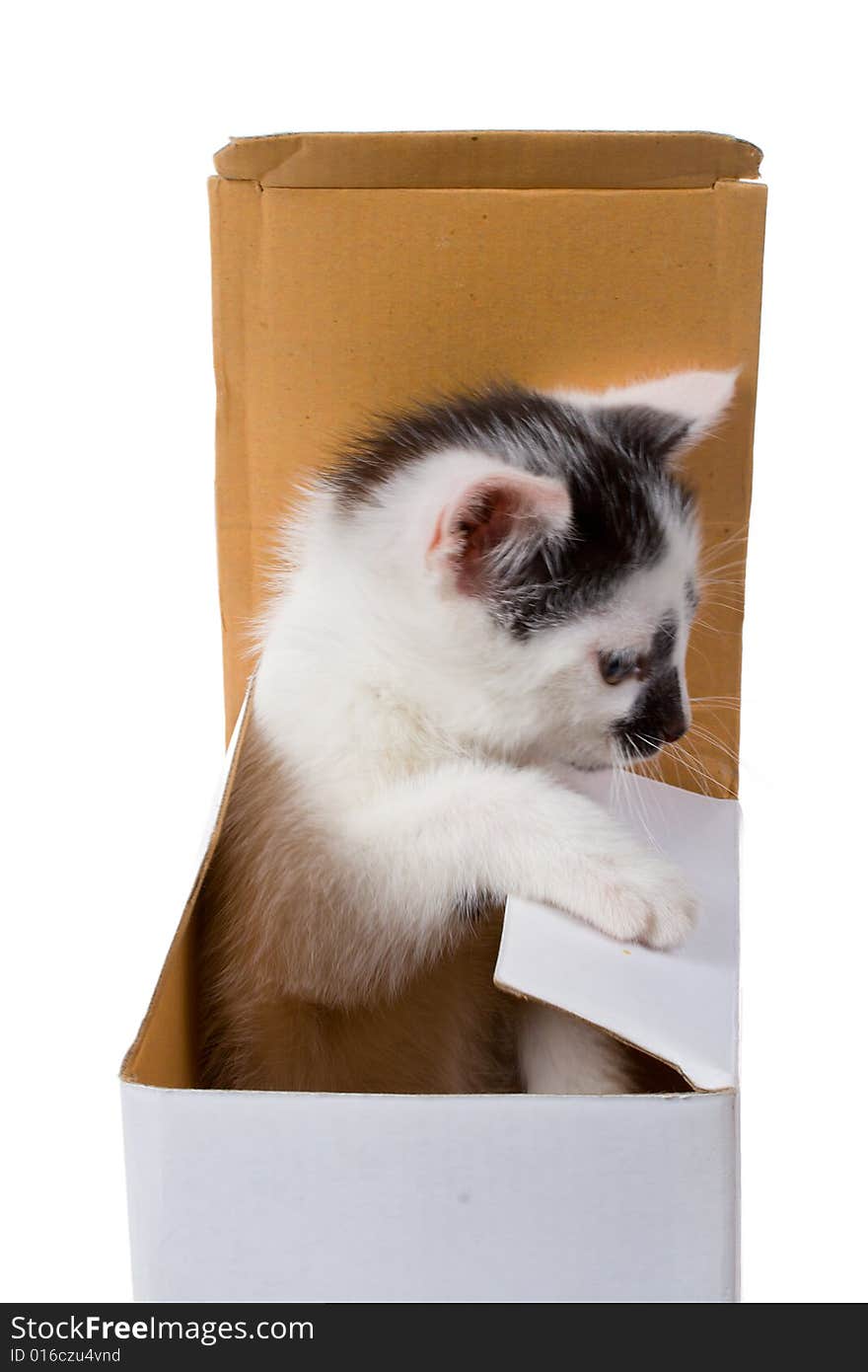 Kitten on box