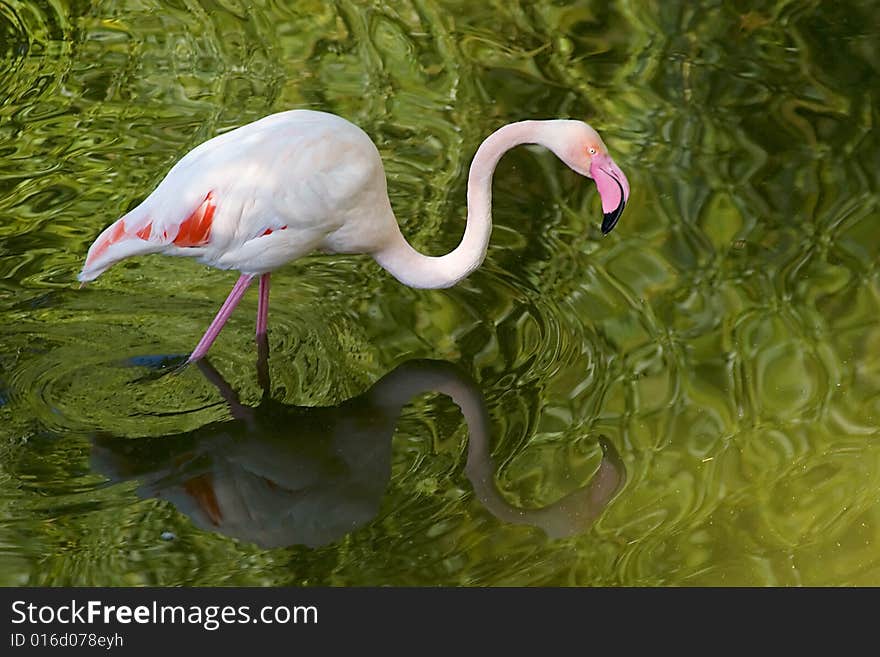 A flamingo searching for food in green water