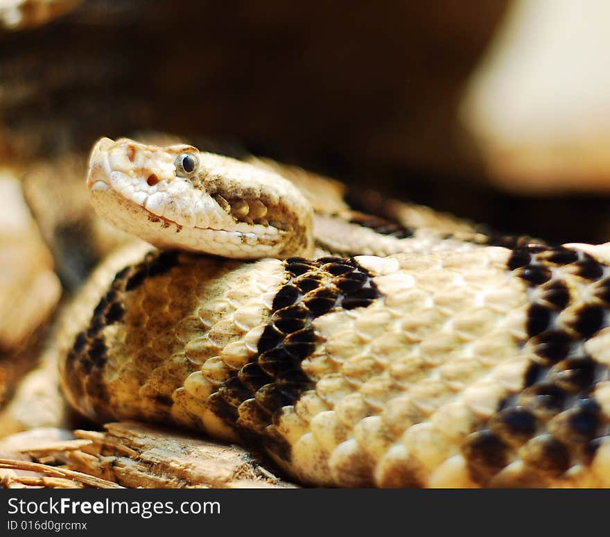 This is a shot of a snake.