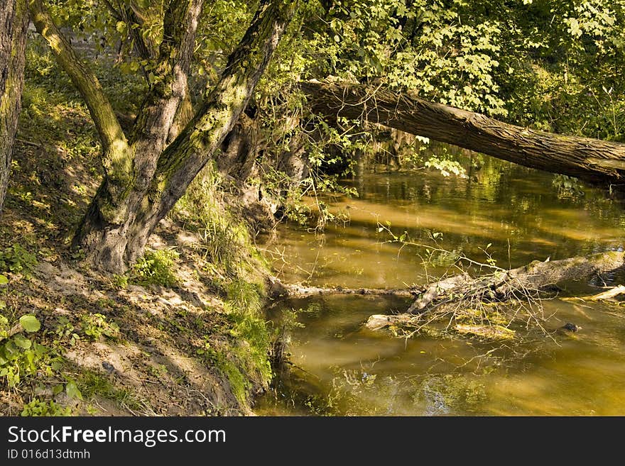 Little forest creek waterside - wild and idyllic. Little forest creek waterside - wild and idyllic