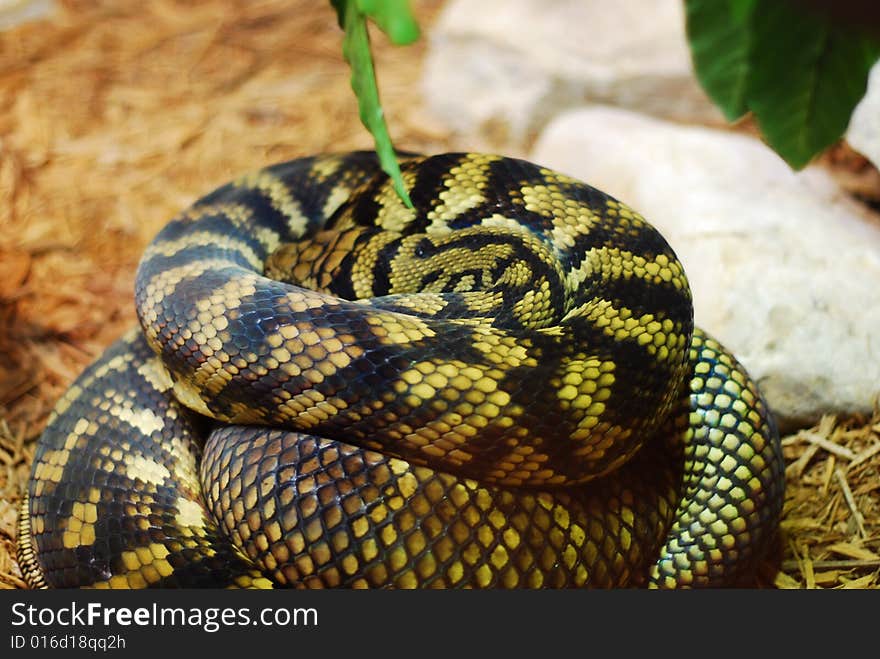 This is a shot of a snake.