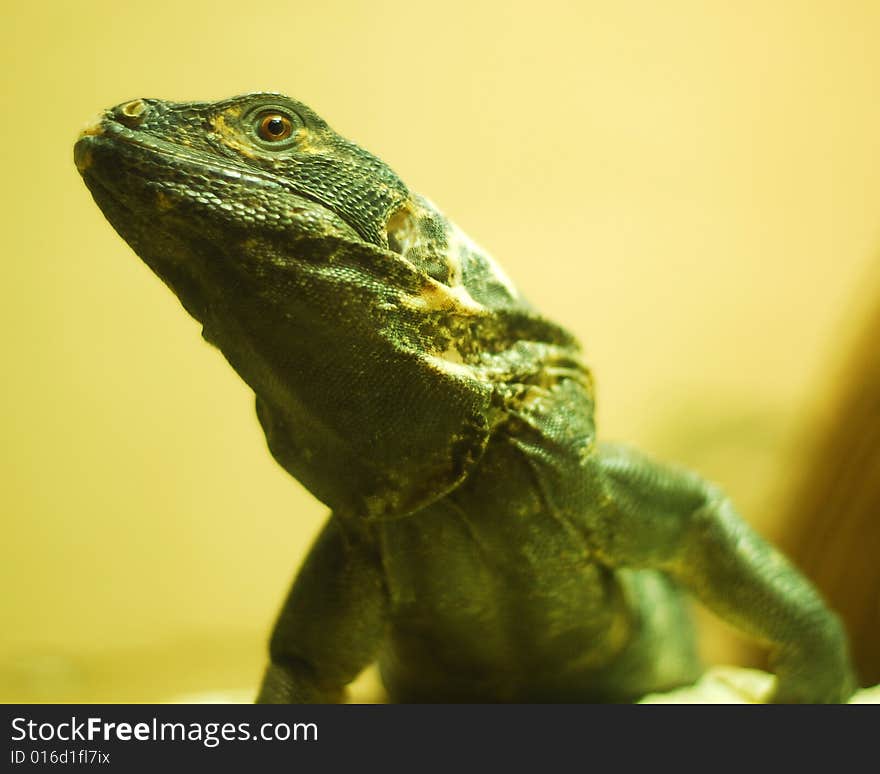 This is a shot of a lizard.