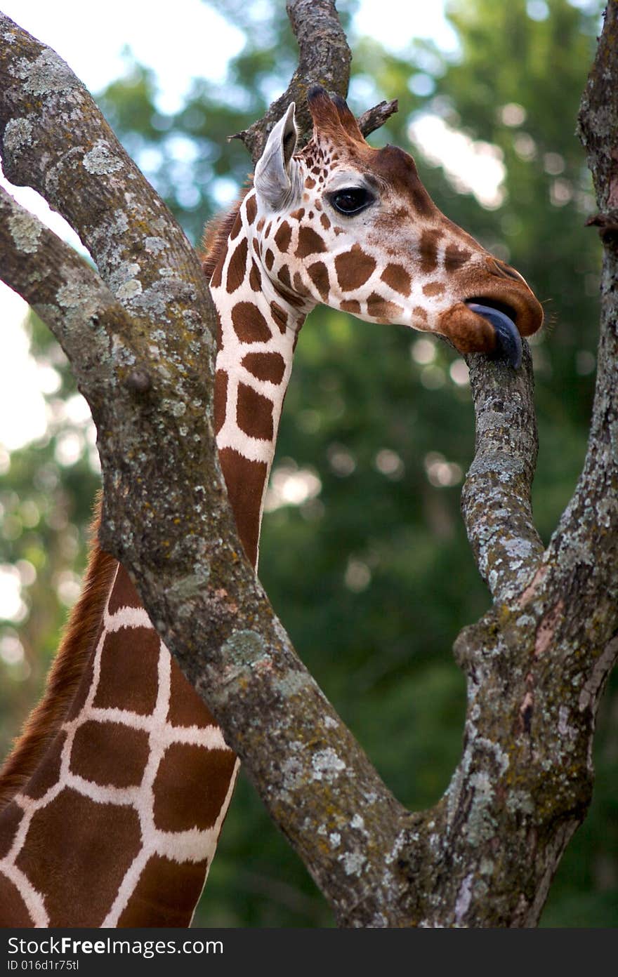 A young African Giraffe eating from a tree