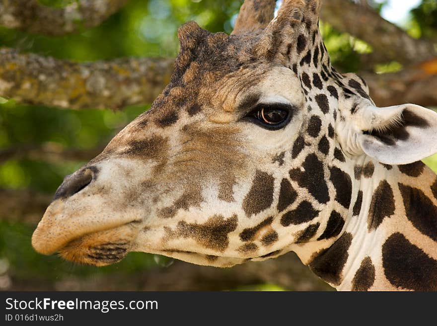 African Giraffe's head while eating from a tree. African Giraffe's head while eating from a tree