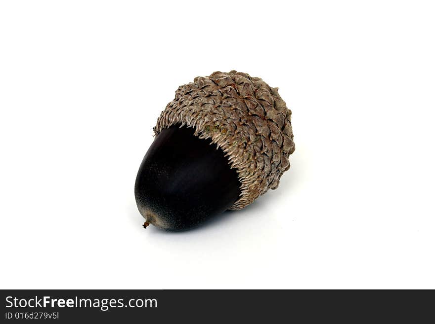 A lone acorn inside its shell