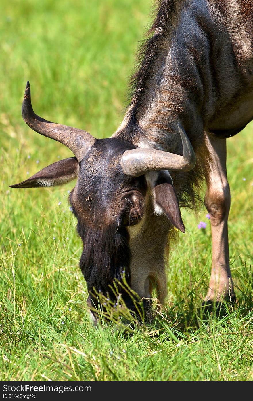 Wildebeest eating grass