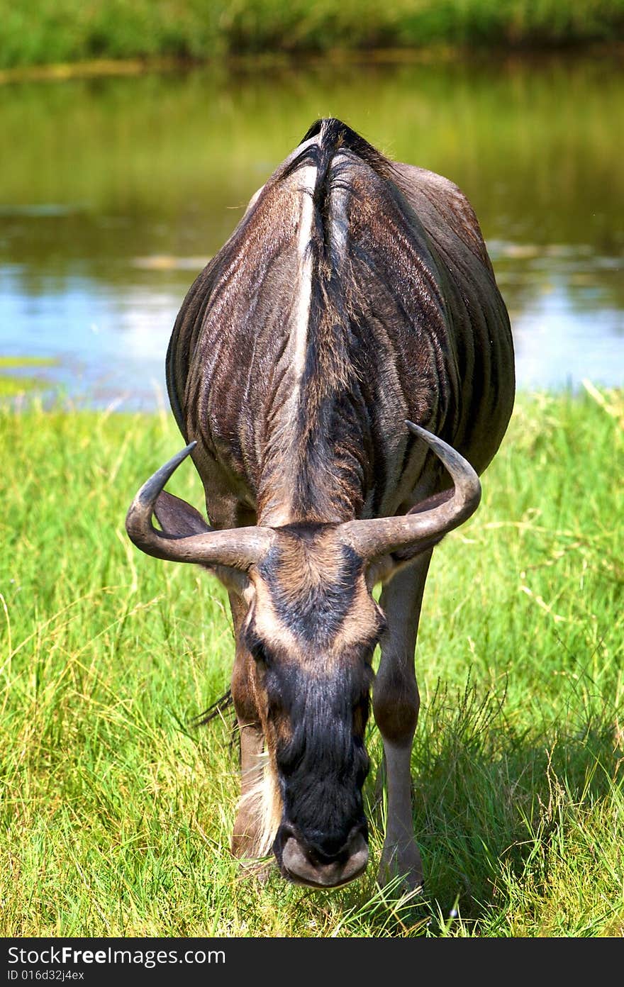 Wildebeest eating grass near a lake