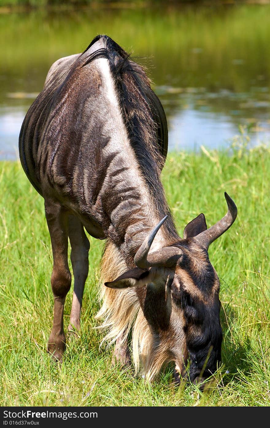 Wildebeest Eating Grass