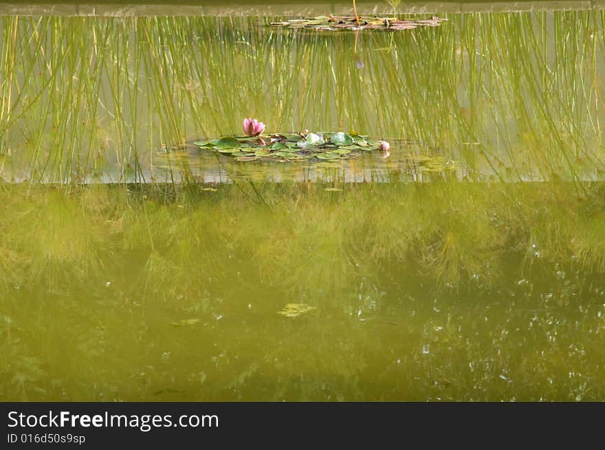 Lily pond