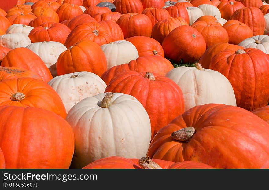 A large number of orange and white pumpkins.