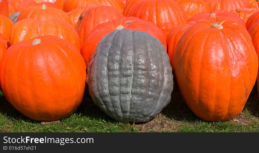 A green pumpkin surrounded by orange pumpkins. A green pumpkin surrounded by orange pumpkins